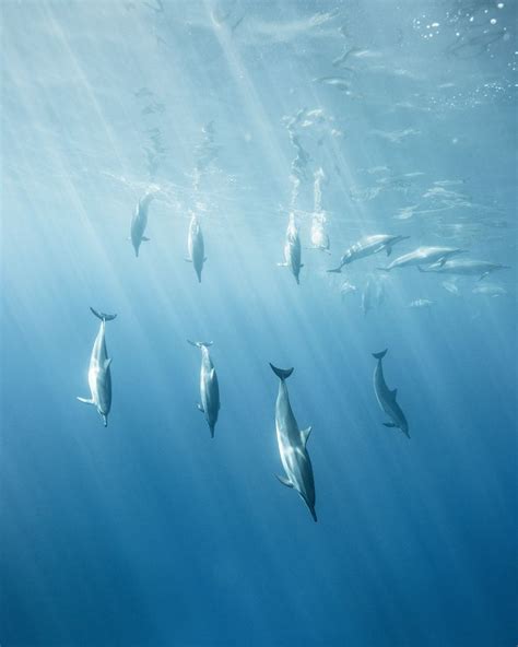 Dolphin Pod A Pod Of Spinner Dolphins Swim Through The Clear Blue
