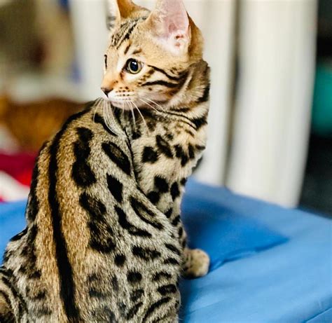 Brown Spotted Bengal Kitten For Sale Bengal Cats For Sale Near Me