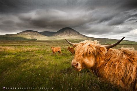 Myskye Isle Of Skye Highland Cows Calves And Red Cuillin Highland