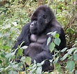 El gorila de montaña, uno de los primates más grandes, se encuentra en ...