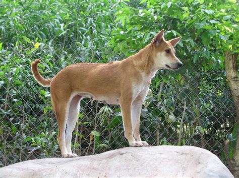 Phu Quoc Dog Ridgeback Phu Quoc Dog Danksf Flickr