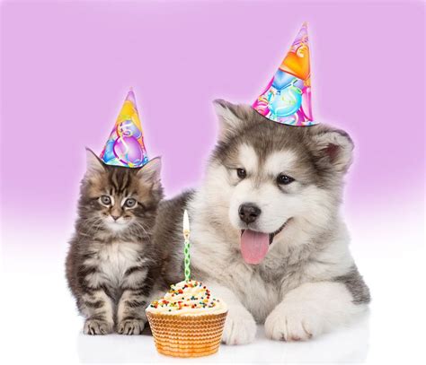 Dog And Pet Portrait Photography Backdrop Happy Birthday Cat Images