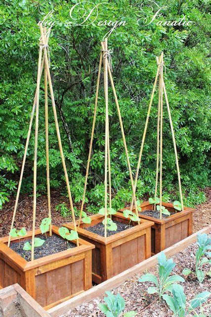 How To Grow Beans I Planted 4 Pole Beans In Each Planter Box Vertical
