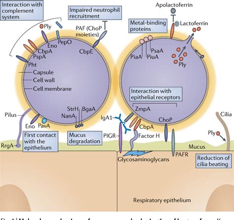 Streptococcus Pneumoniae Transmission Colonization And Invasion