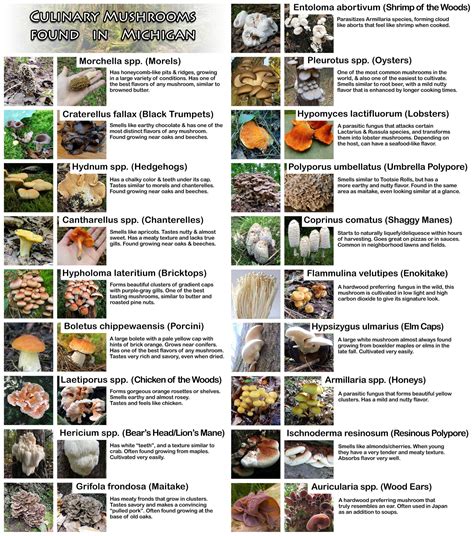 19 Culinary Mushrooms In Michigan Mycology