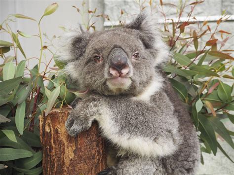 Koala At Japanese Zoo Becomes Worlds Oldest In Captivity The Japan Times
