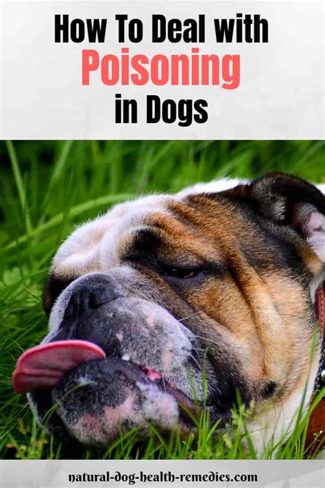 Dog Poisoning First Aid And After Care How To Induce Vomiting In Dogs