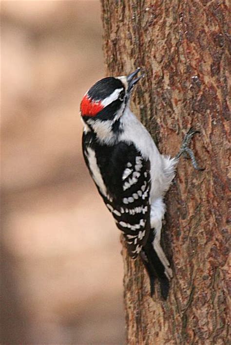 Downy Woodpecker Male Travis Audubon