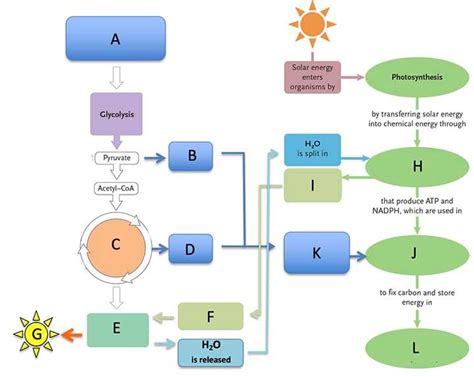Solved Energy Flow Respiration And Photosynthesis Share A