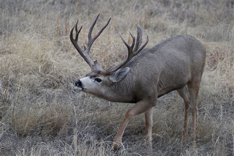 Big Mule Deer Buck During The Rut Ray F Flickr