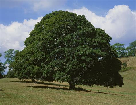 Sycamore Tree Acer Pseudoplatanus Stock Image B6010577 Science