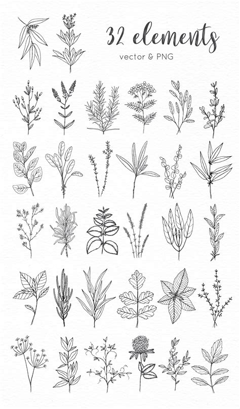 Hand Drawn Herbs Flower Sketches Floral Drawing Flower Drawing