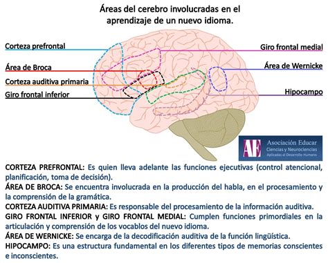Áreas del cerebro involucradas en el aprendizaje de un nuevo idioma Asociación Educar