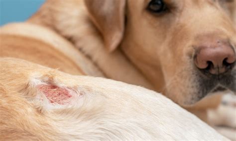 Sarna Demodécica Em Cachorro O Que é E Qual Tratamento Chemitec
