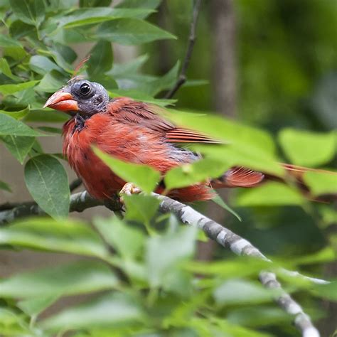Molting Cardinal 1 Flickr Photo Sharing