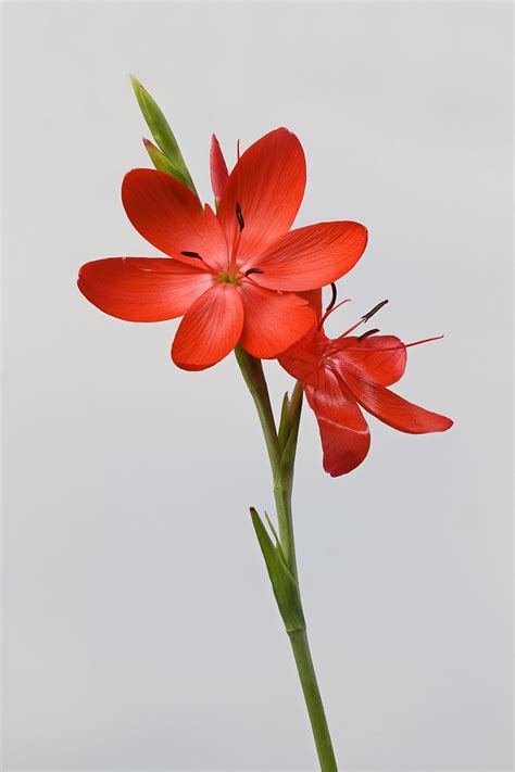 The complete list of flowers you can eat! Hesperantha coccinea - Wikipedia