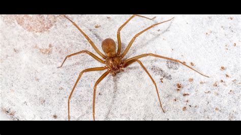 Doctor Finds Brown Recluse Spider In Womans Ear