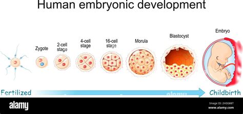 Human Embryonic Development From Fertilization To Childbirth Zygote