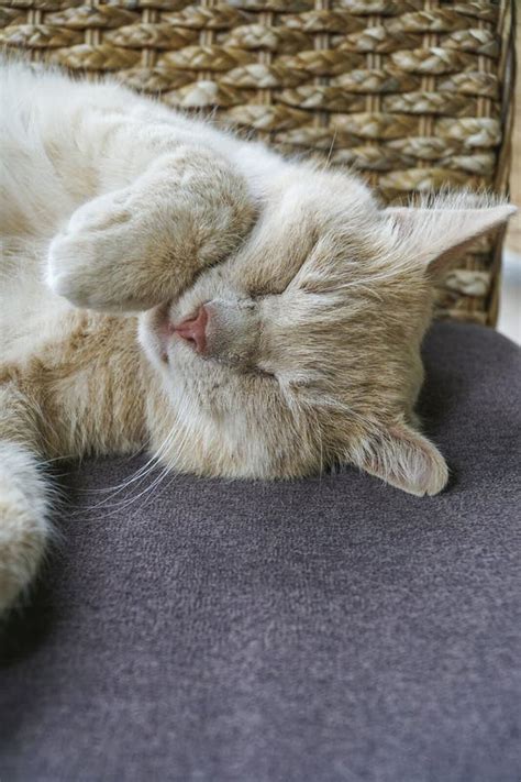 Cute Cat Sleeping On Sofa Stock Image Image Of Relax 84894309