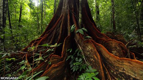 Sub Tropical Root System