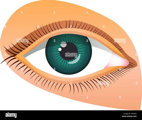 Descubrir Más De 64 Dibujo Del Globo Ocular Mejor Vn