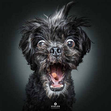 Humorous Photos Of Dogs Catching Treats In Their Mouths