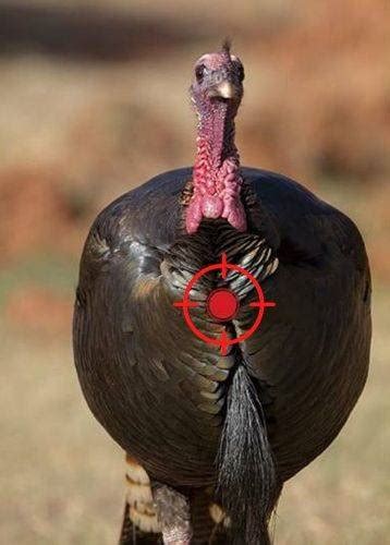Where To Shoot A Turkey Significant Vitals Can Make Your Hunt Date