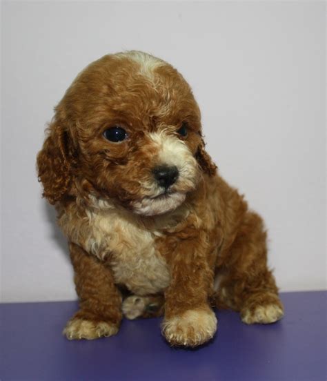 Bred for health and temperament. parti-colored poodle puppy | Animal babies toys, Poodle ...