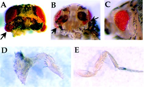 Molecular Analysis Of Drosophila Eyes Absent Mutants Reveals Features