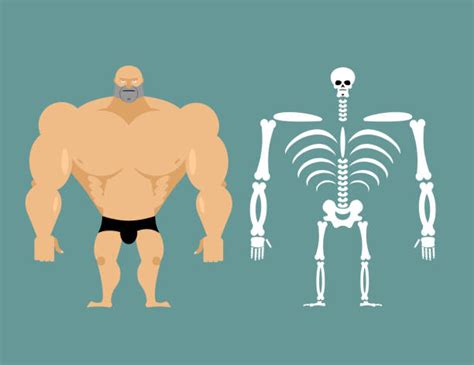 Royalty Free Strong Bones Clip Art Vector Images And Illustrations Istock