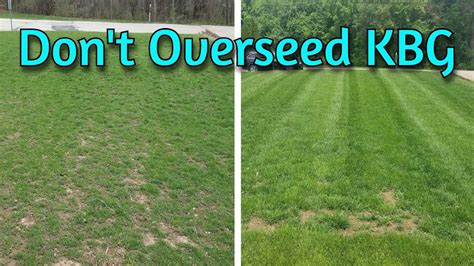 How To Overseed Kentucky Bluegrass A Guide