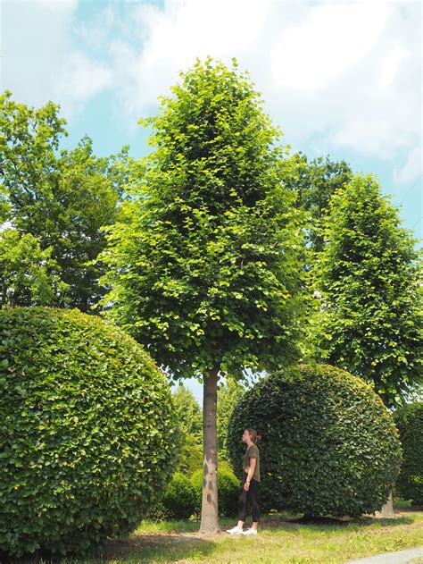 Tilia Cordata Roelvo In Kandelaber Form Sowie Fagus Sylvatica Kugeln