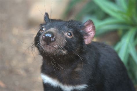 Tasmanian Devils Are Evolving Resistance To Their Devastating