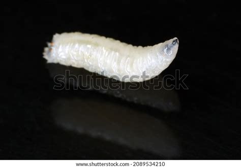 Larva Cabbage Fly Cabbage Root Fly Stock Photo 2089534210 Shutterstock