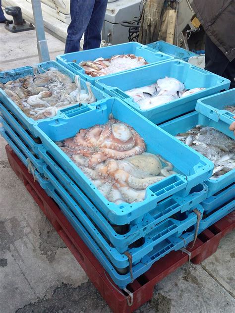 Cajas De Pescado Fresco Reci N Pescado En El Puerto De D Nia Pescados Y Mariscos Pescado