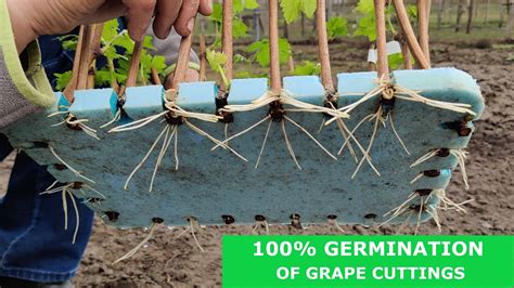 Do You Know How Easy And Simple It Is To Root Grape Vines Cuttings