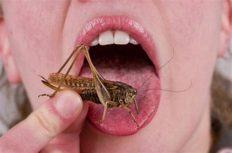 Grubs Up How Eating Insects Could Benefit Health