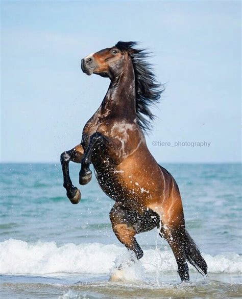 Rearing Most Beautiful Animals Beautiful Horses Beautiful Creatures