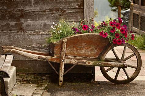 Old Wooden Wheelbarrow With Flowers Stock Image Image Of