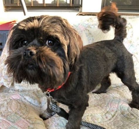 But these last couple of summers i have been harnessing the heat to do my i'm a connecticut yankee that has been living in memphis for 14 years. Shih Tzu Rescue Dog for Adoption in Memphis, Tennessee ...
