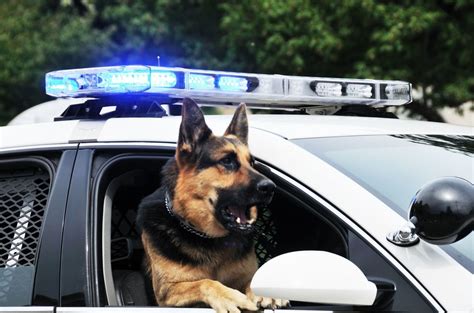Razas De Perros Policía Todas Las Que Existen Y Una Lista Con Las