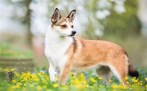 All About Norwegian Lundehund Dog Breed Origin Behavior Trainability