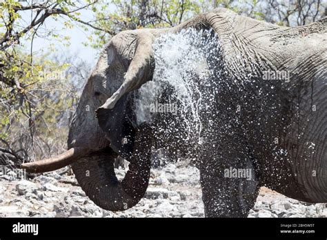 Bull Elephant Showering With Jet Pushing Ear Forward Etosha National
