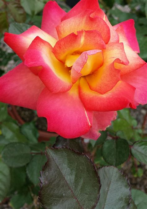 Garden Center Star Nursery Rose