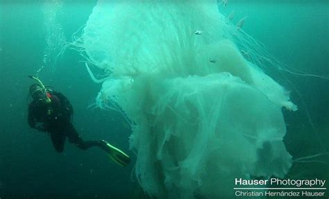 This Giant Jellyfish Is Absolutely Shocking