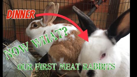 raising meat rabbits our setup 🐇🍖 youtube