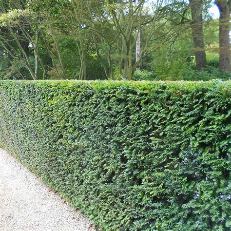 English Yew Taxus Baccata Full Hedge Hedges Direct Blog