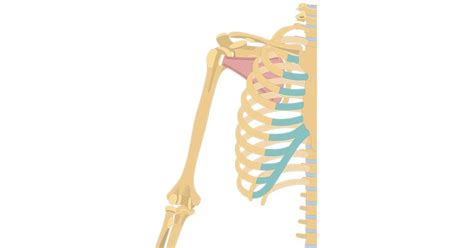 The Skeletal Skeleton Is Shown In Blue And Pink Colors With An Arrow