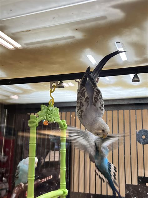 Does PetSmart sell bats? : r/budgies