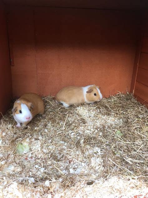 2 Female Guinea Pigs Sisters 3 Months Old In Harrow London Gumtree